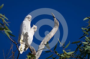 Little Corellas