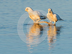 Little Corellas