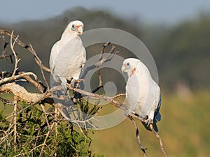 Little Corellas on a Branch