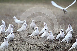 Little Corellas (Cacatua sanguinea) photo