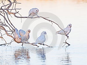 Little Corellas at a Drinking Spot