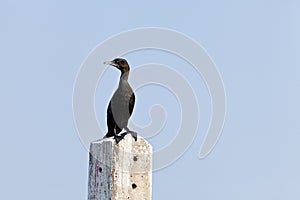 A Little Cormorant