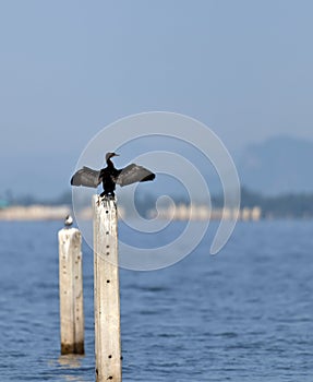A Little Cormorant