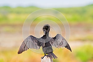 Little Cormorant bird, black seabird spreading wings, preening i photo