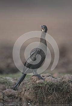 Little cormorant close-up