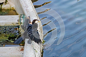 Little Cormorant Dries Its Wings In Polluted Marina