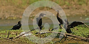 Little cormorant habitat in a field