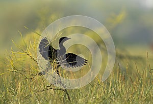 Little cormorant  on green at Bhigwan bird sanctuary, Maharashtra