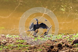 Little cormorant  Javanese cormorant bird of Thailand