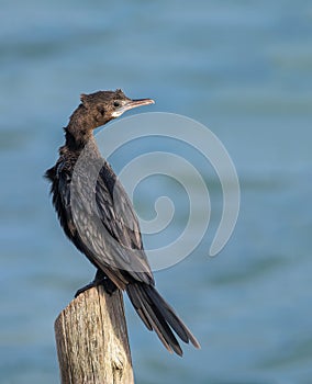 Little cormorant or Javanese cormorant or Microcarbo niger.