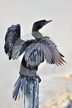 Little Cormorant at The Laem Phak Bia Environmental Study and De