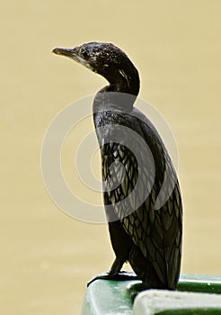 The little cormorant Microcarbo niger