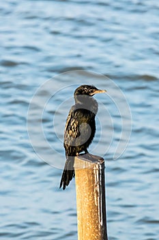 Little Cormorant or Microcarbo niger, black bird