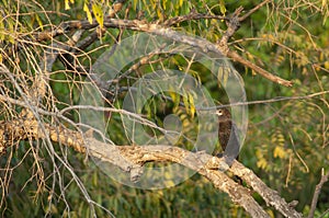 Little cormorant Microcarbo niger on a branch.