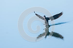 Little Cormorant Microcarbo niger Lading shot over the water