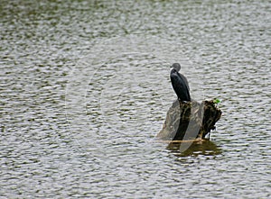Little Cormorant  Microcarbo niger Perching on the Tree Stem