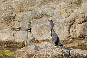 Little cormorant Microcarbo niger on a rock.