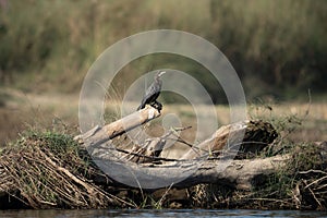 Little Cormorant Perched on some Driftwood