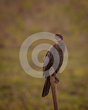 Little cormorant & x28;Phalacrocorax niger& x29; .