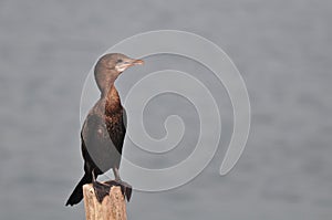 Little Cormorant (Phalacrocorax niger)