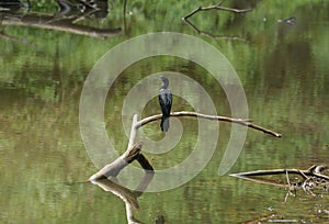 Little Cormorant (Phalacrocorax niger)