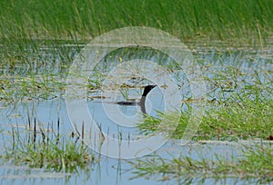 Little Cormorant (Phalacrocorax niger)