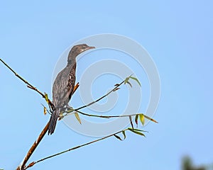 Little Cormorant, phalacrocorax niger, Bird,perched photo