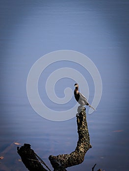 little cormorant on tree trunk