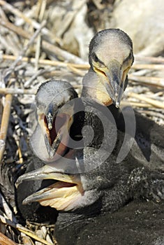 Little Cormorants (Phalacrocorax carbo) photo