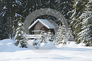 Little cottage in the forest