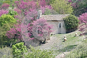 Little country church in the spring