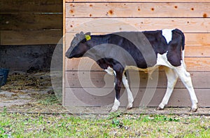 A little cow calf