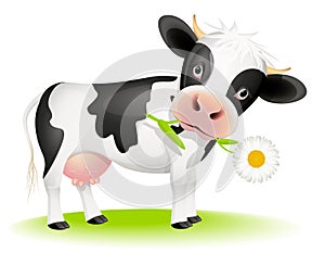 Malý kráva jíst sedmikráska 