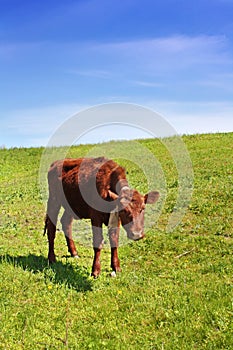 Little cow on green field