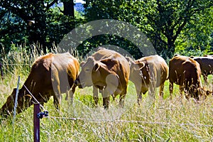 A little cow Herd on a meadow in Bavaria, Germany