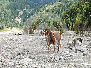 Little cow, Nepal