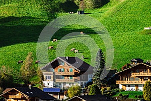 Little cows on green grass hill near the village, miniature view