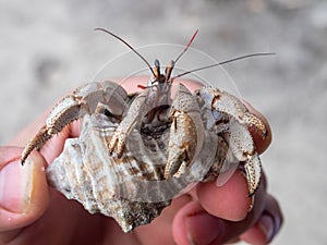 Little crab at Kwale island, Zanzibar