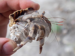 Little crab at Kwale island, Zanzibar