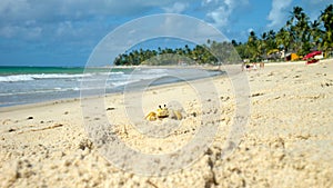 Little crab at Tamandare beach, Pernambuco, Brazil photo