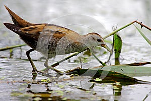 Little Crake.