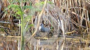 Little crake looking for food among the swamp thickets