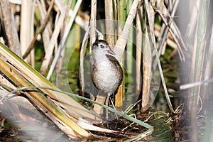 Little Crake Porzana parva.