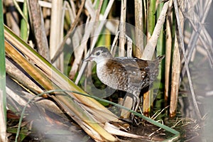 Little Crake Porzana parva.