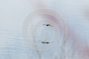 Little Crake Porzana parva.