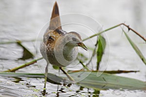 Little Crake (Porzana parva).