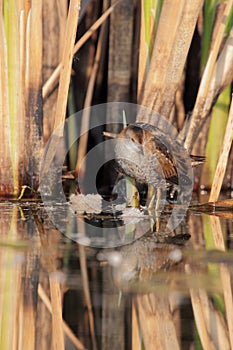 Little Crake (Porzana parva).