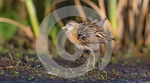 Little Crake - Porzana parva - female