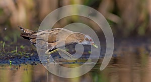 Little Crake - Porzana parva - female