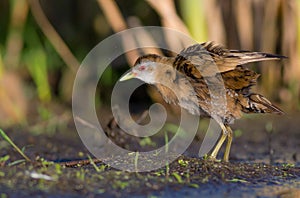 Little Crake - Porzana parva - female